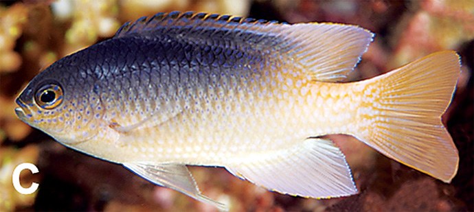 reefs.com