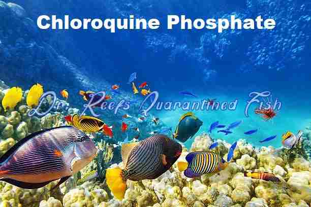 drreefsquarantinedfish.com