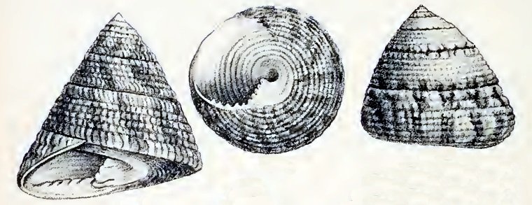 www.algaebarn.com