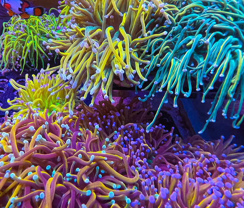 52661765438_9ca0dcd232_c.jpg
