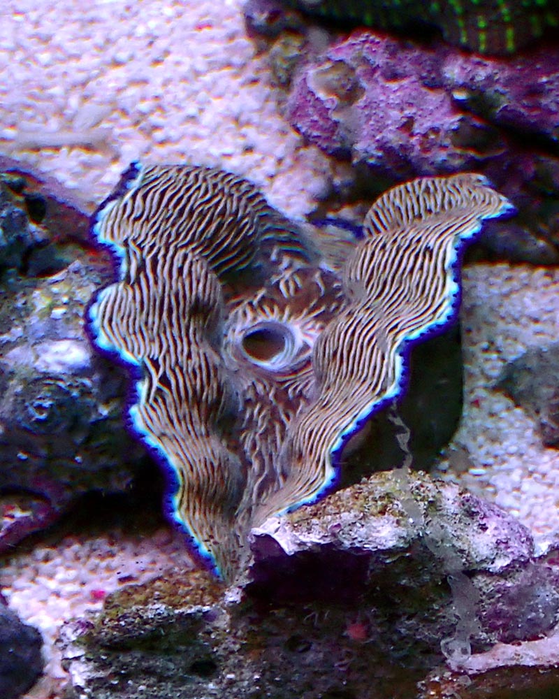 clam-jpg.779893