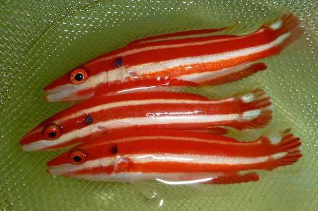 Bodianus-opercularis-2.jpg