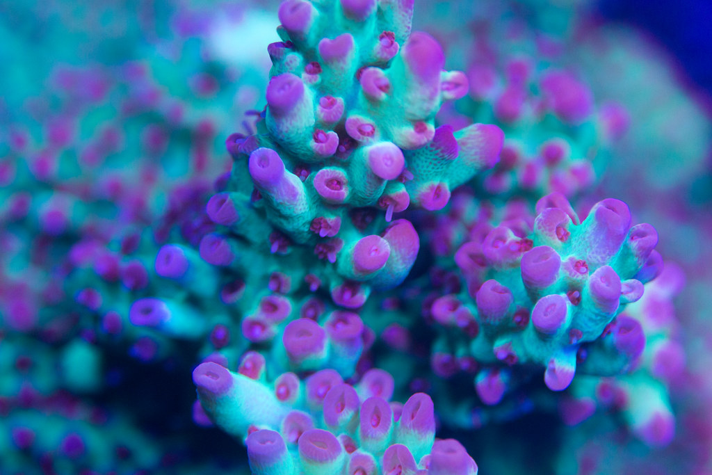 49741702567_0854144ab2_b.jpg
