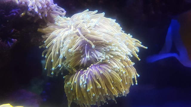 34447266190_1cf61c1aa0_z.jpg