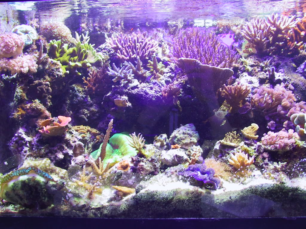 fulltankleft.jpg