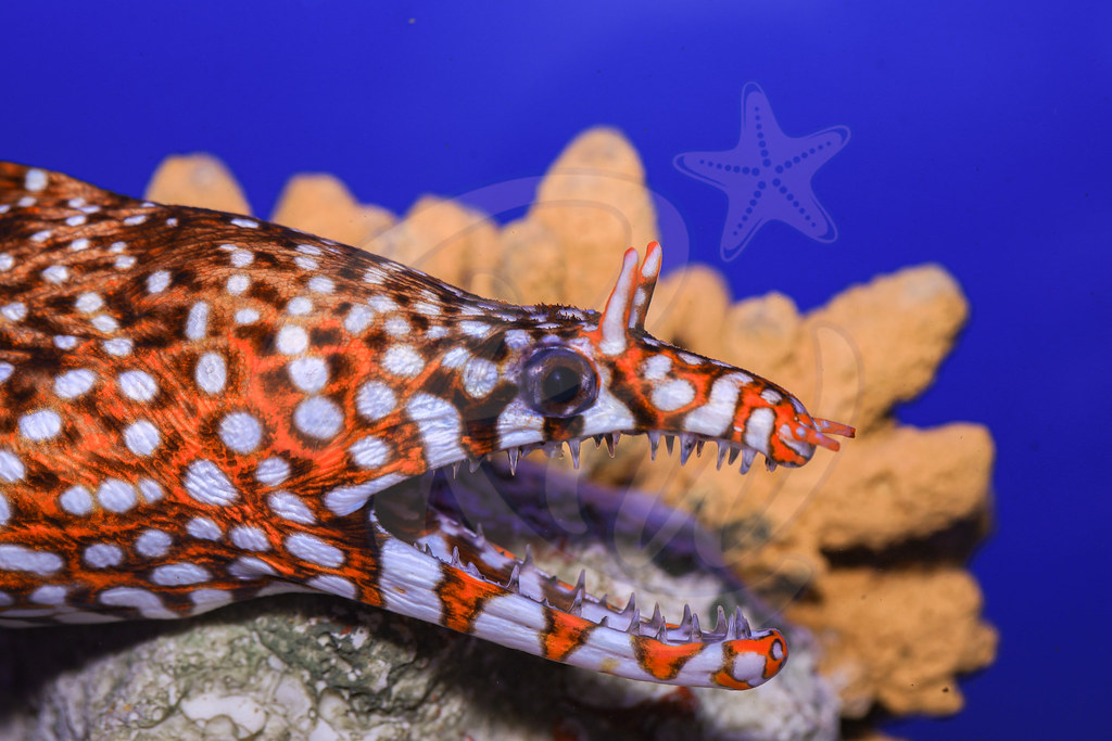 53341411170_2af126ac78_b.jpg