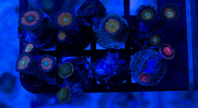 15708449760_9e016a7419_z.jpg