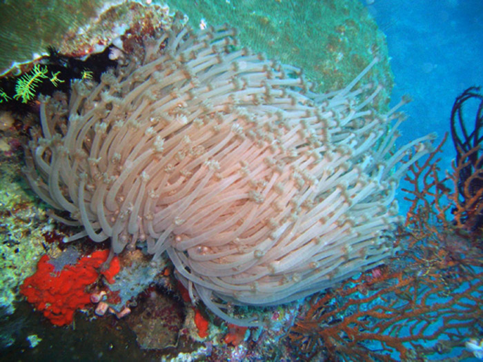 reefs.com