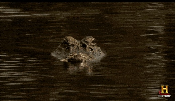 alligator waiting GIF by Swamp People