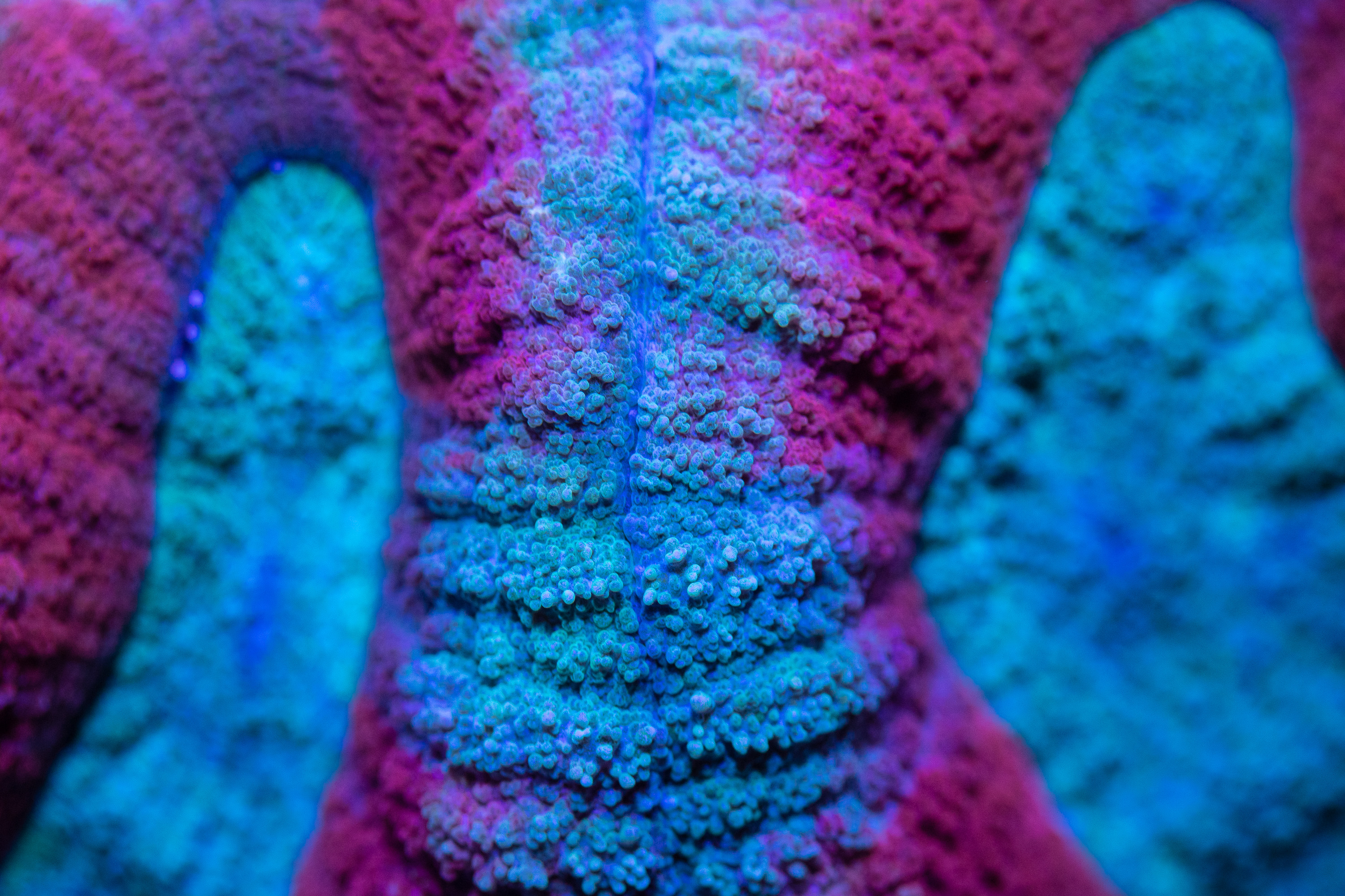 reefsavvy-86.jpg
