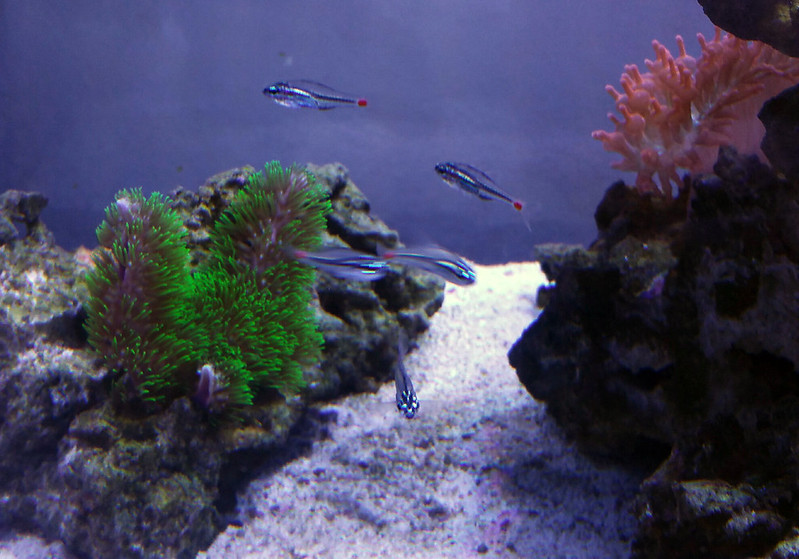 23947917862_ac7995bb70_c.jpg