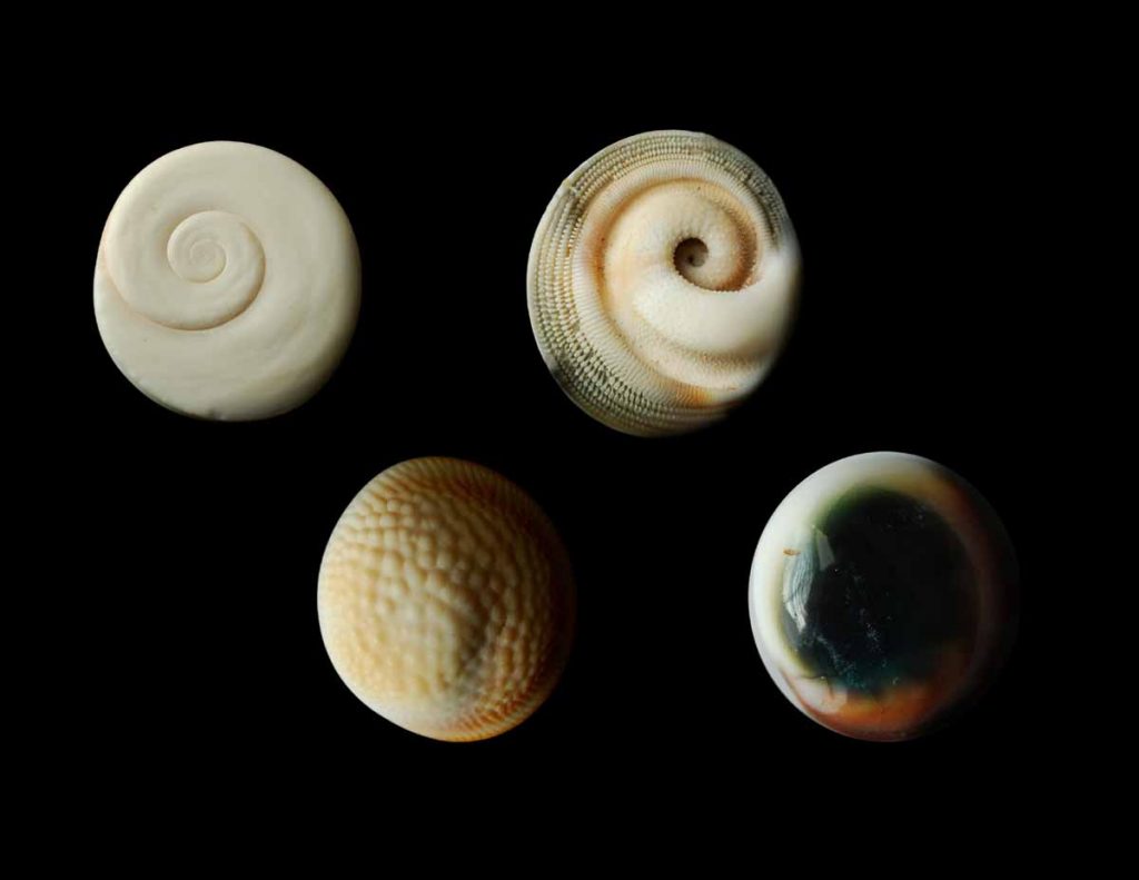 operculums1-1024x791.jpg