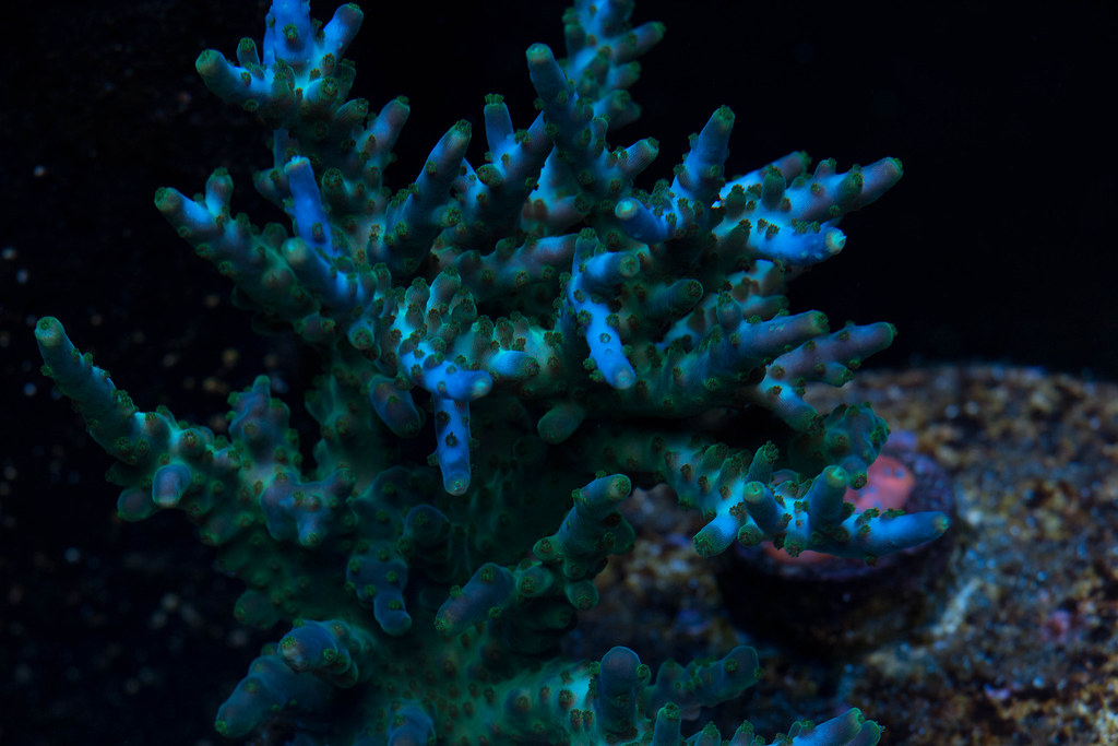 23982610936_f571102885_b.jpg