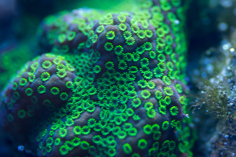 20470985376_2090f030a4_c.jpg