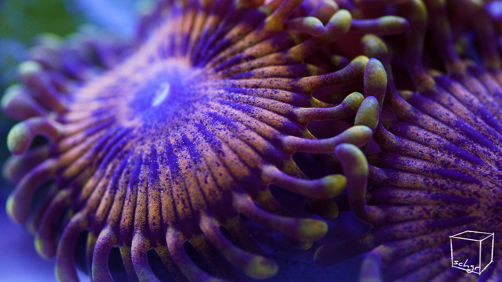 37365887374_465ec78b53_b.jpg
