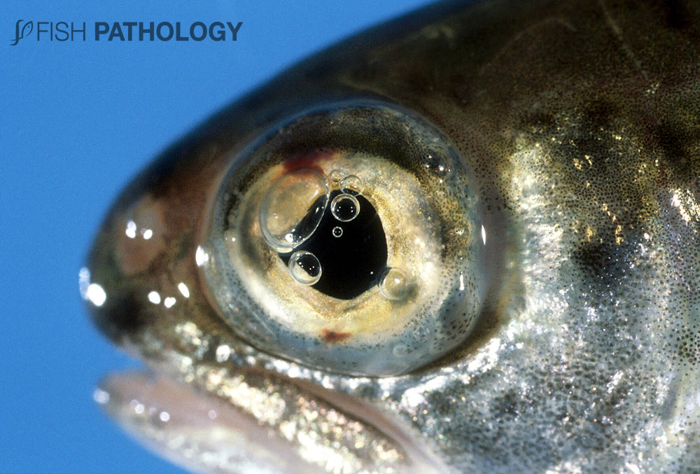 fishhistopathology.com