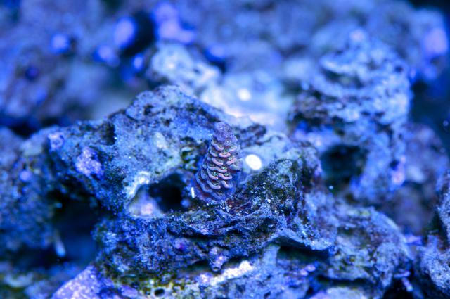 DSC_0585.jpg