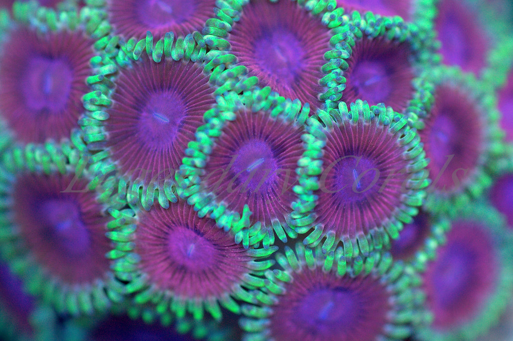 15732972468_90d1d75609_b.jpg