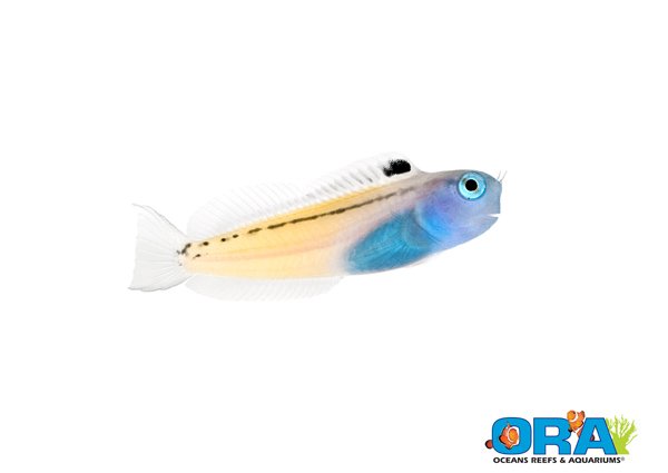 www.orafarm.com