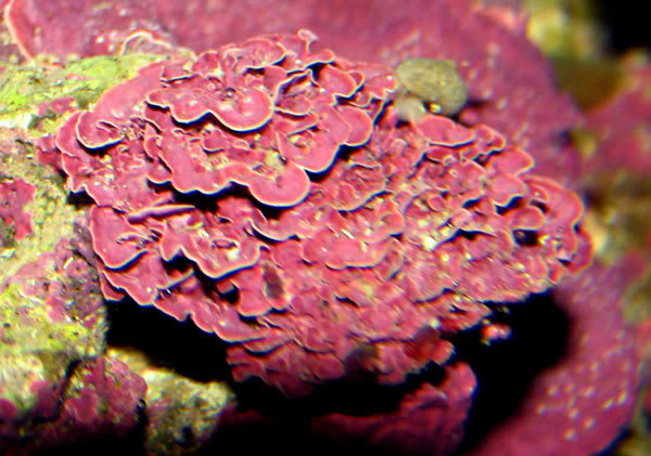 platingcoralline.jpg