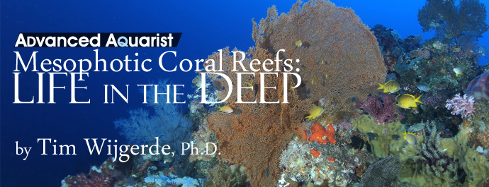 reefs.com