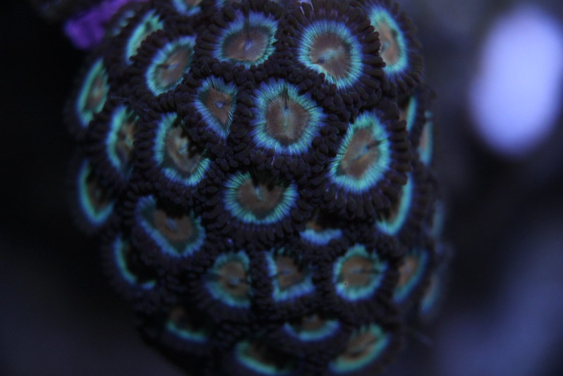 15037764465_60414b0de2_c.jpg