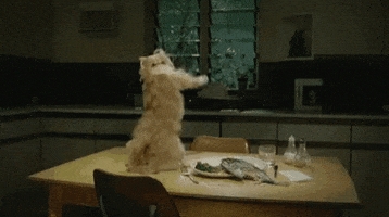 Happy Cat GIF by memecandy