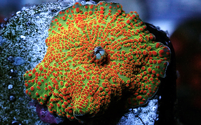 reefs.com