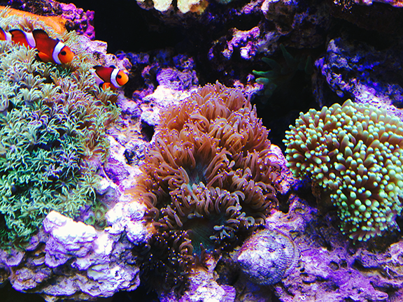 www.drtimsaquatics.com