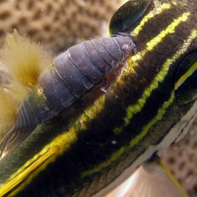 reefs.com