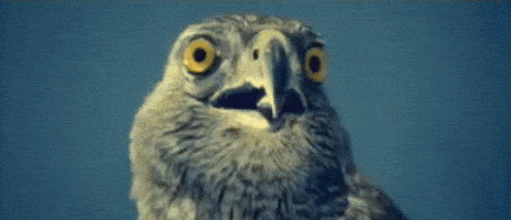 shocked no way GIF
