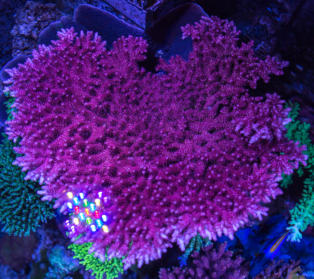 23237681911_c66f684a77_b.jpg