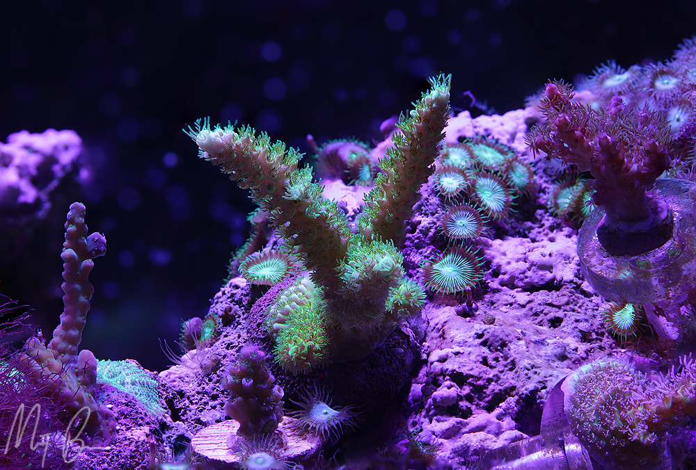 14099430719_334f33d2a3_b.jpg