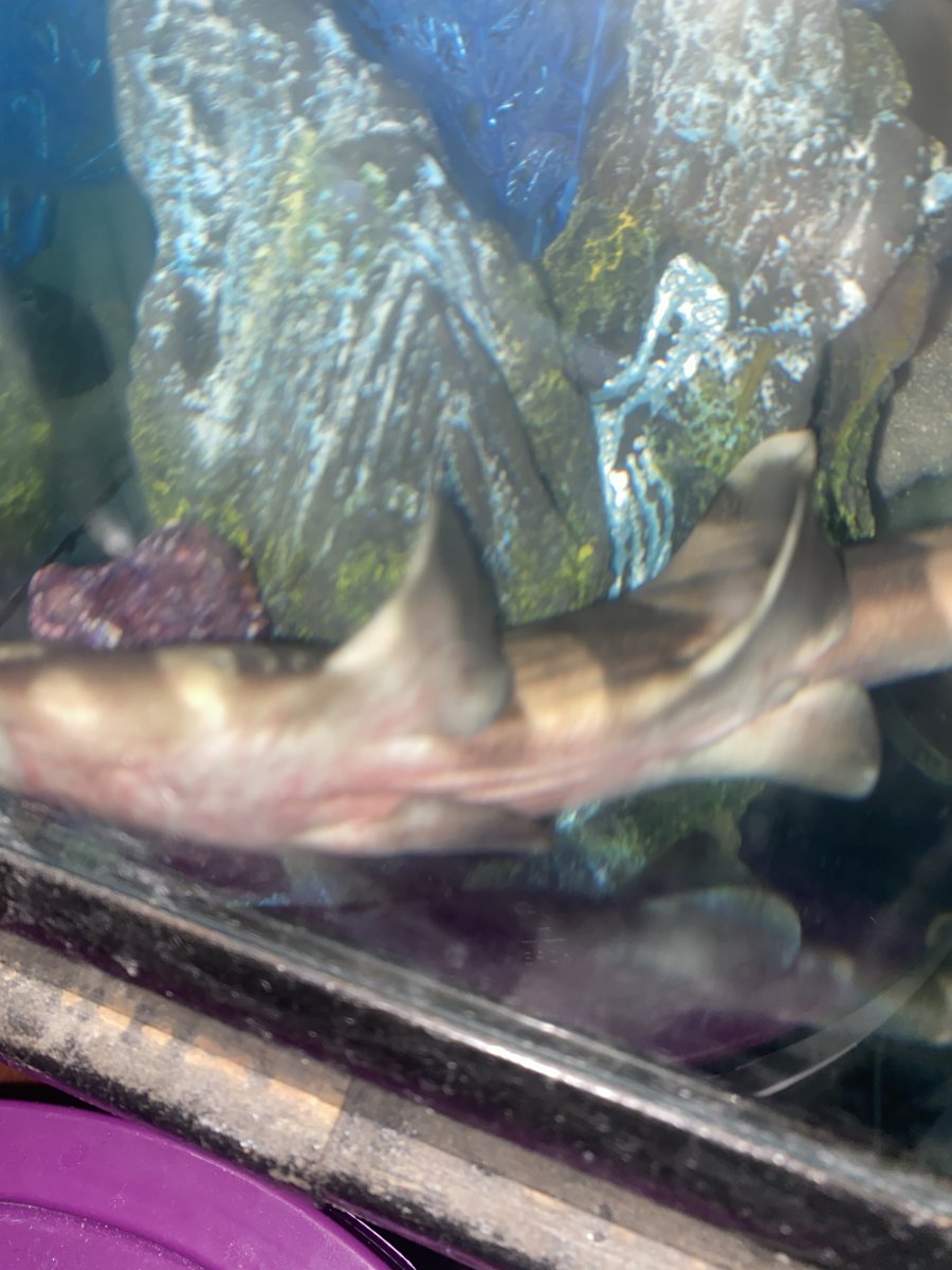 SHARK 1.jpeg