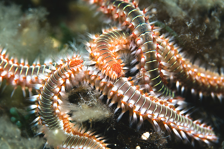 www.reefhacks.com