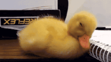 awake GIF