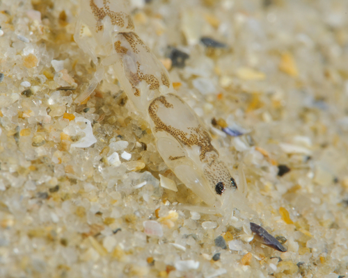 www.inaturalist.org