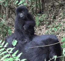 king kong lol GIF by San Diego Zoo