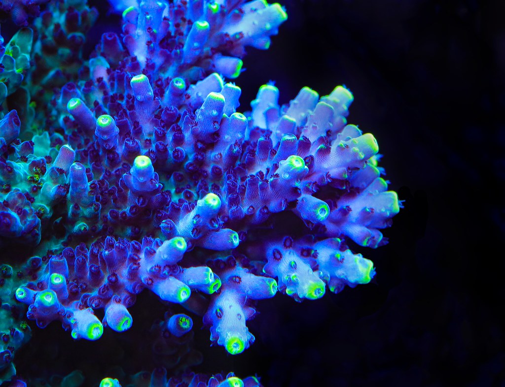 52442149601_7815a6ee56_b.jpg